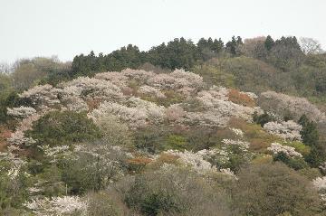 高安山の山肌を染める花々