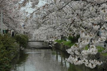 玉串川の桜並木