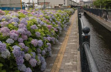 長瀬川　安中町付近