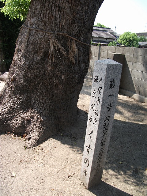 八尾市指定保全樹木第一号　くすのき