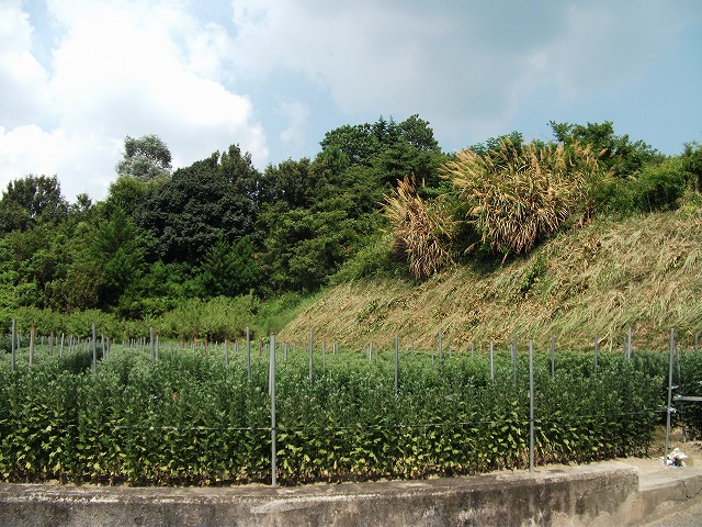 向山古墳全景