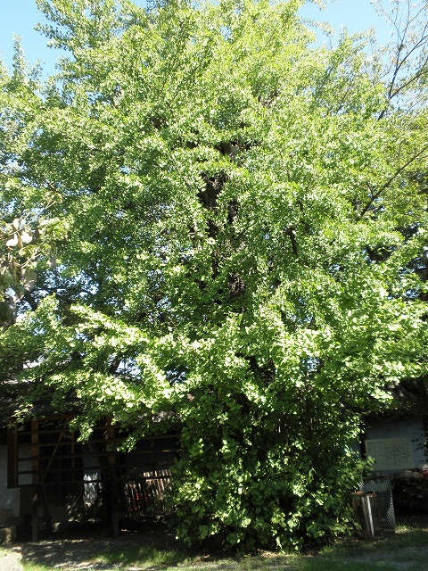 八尾市指定保全樹木　いちょう