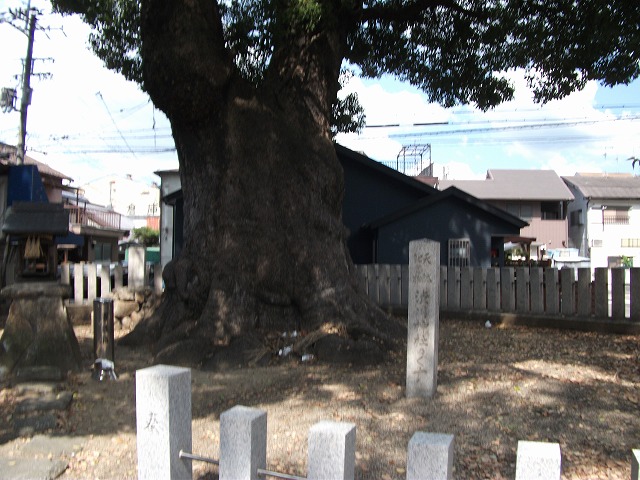 大阪府指定天然記念物　くすのき