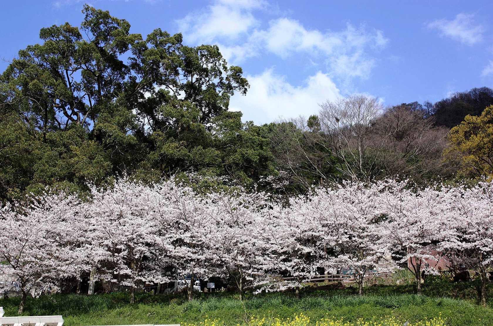 玉祖神社の大楠と桜